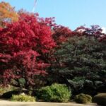紅葉