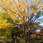見次公園紅葉17