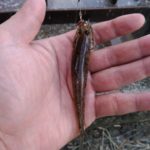 Thumbnail of post image 053