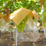 IMG_20230810_090610