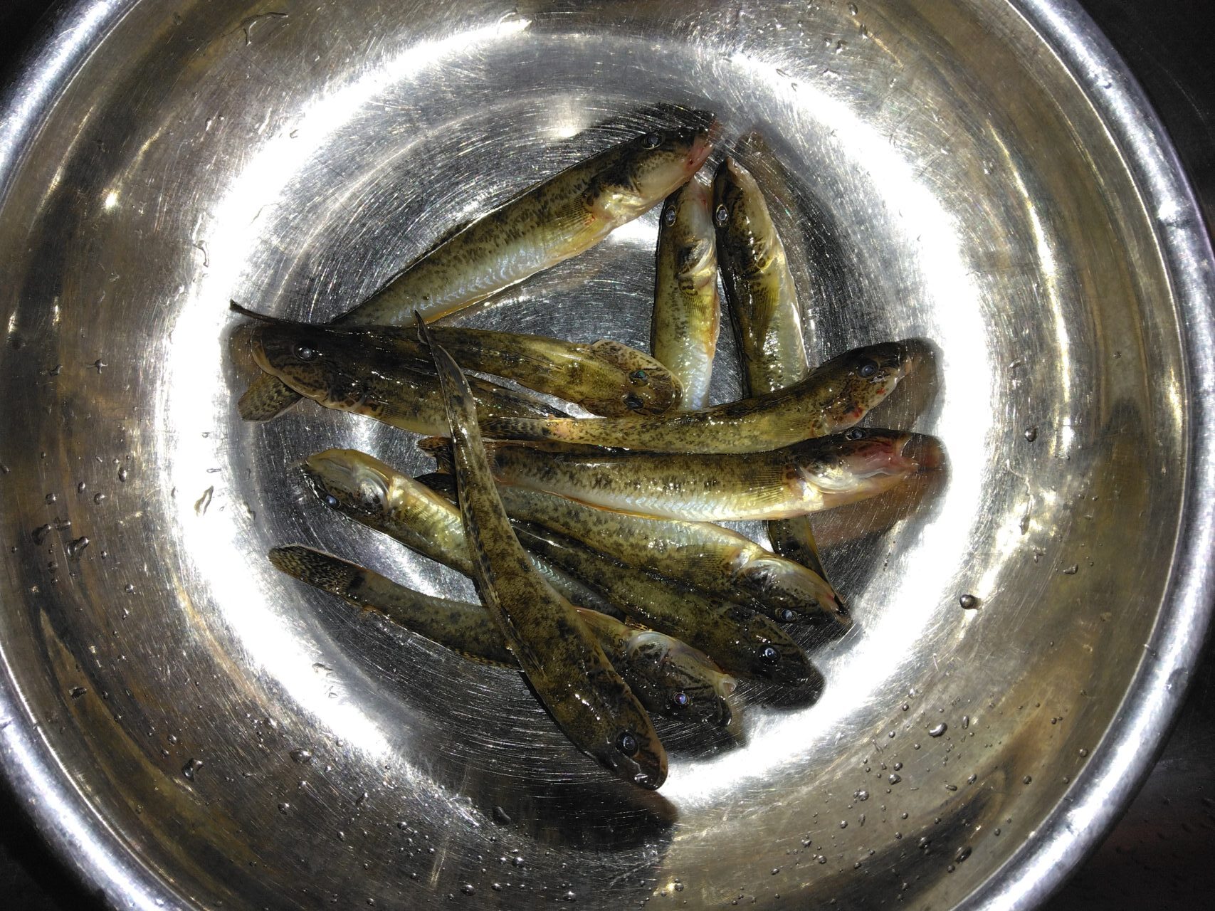 【ハゼ釣り　寒さ対策】シーズン最後の川でのハゼ釣りです。11月です。寒さ対策して楽しくハゼを釣って美味しくハゼを食べました。