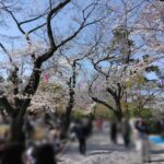 【王子 花見】2025年3月30日に飛鳥山公園で桜の花見をしてきました。帰りは音無親水公園の桜も楽しんできました。 IMG_20250330_135520