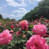 Thumbnail of related posts 125