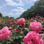 【与野公園 バラ園】JR与野本町駅から歩いて約10分で行ける素敵な公園です。素敵な広いバラ園もあって結構楽しめます。 IMG_20250505_120947