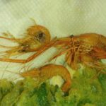 【荒川 手長エビ釣り】2025年6月21日です。手長エビ釣りに行ってきました。釣れませんでした。美味しく頂きました。 IMG_20250621_194600