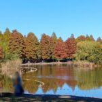 【舎人公園 紅葉】舎人公園で開催された全国大陶器市に行ってきました。出店数も人出もすごかったですが、紅葉もすごかったです。 251122111311540