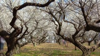 Thumbnail of post image 070