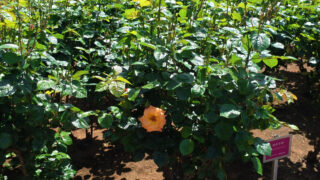 Thumbnail of post image 042