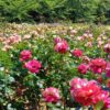 Thumbnail of related posts 184
