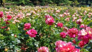 Thumbnail of post image 047